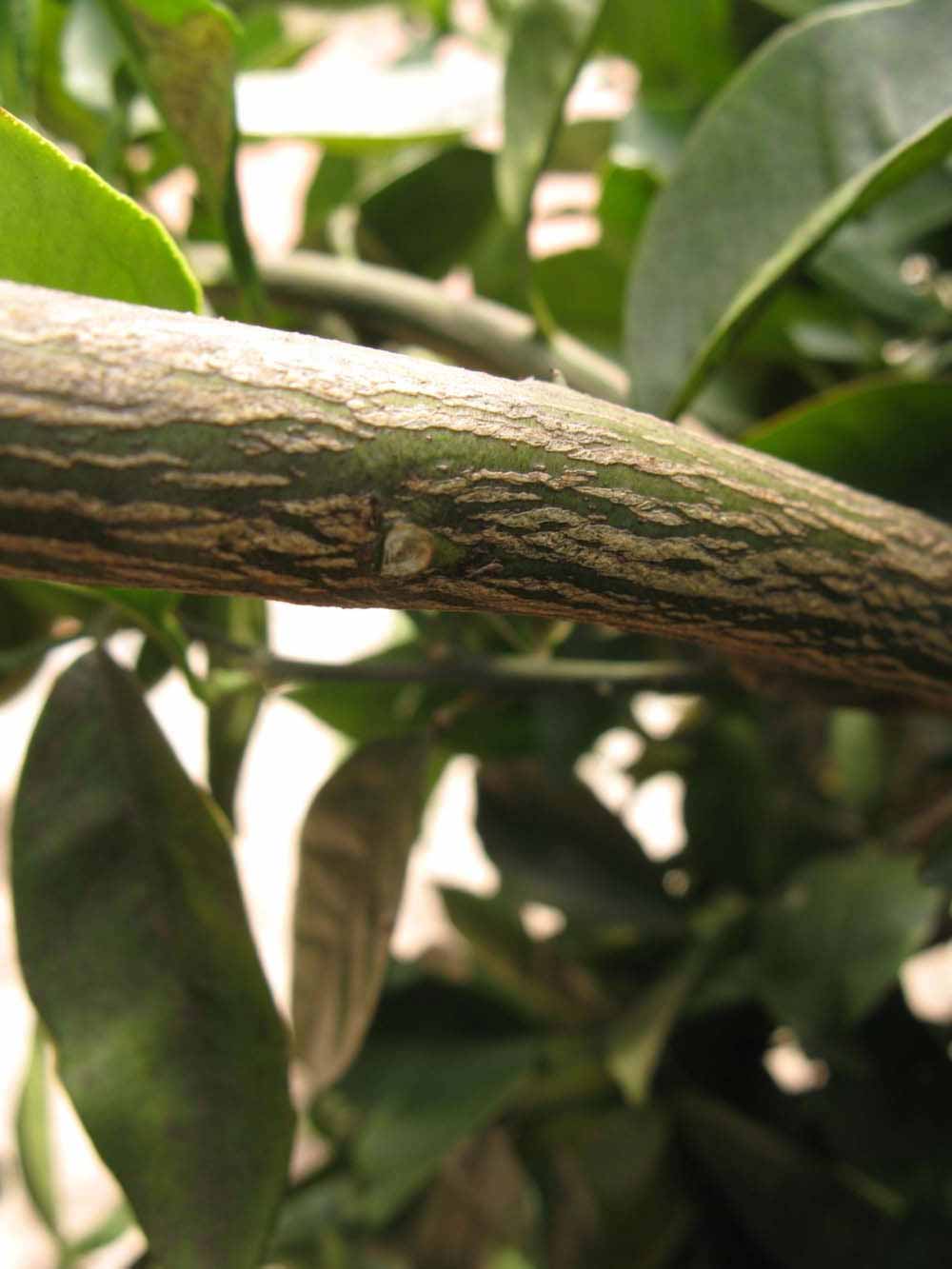              Second - third year twig (Winter Haven, FL)       